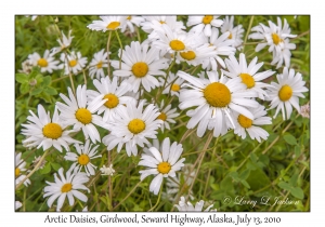 Arctic Daisies