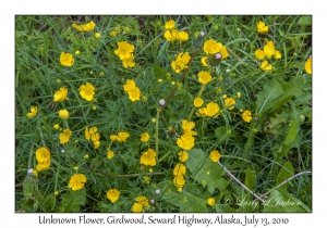 Unknown Flowers