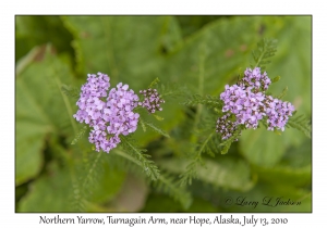 Northern Yarrow