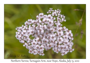 Northern Yarrow