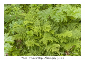 Wood Fern