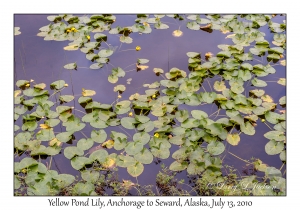 Yellow Pond Lily