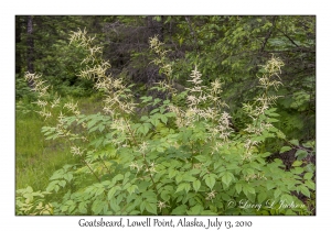 Goatsbeard