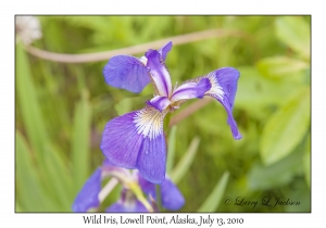 Wild Iris