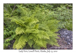 Lady Fern