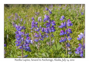 Nootka Lupine