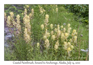 Coastal Paintbrush