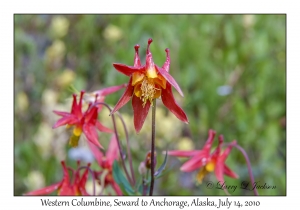 Western Columbine