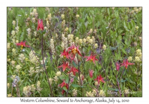 Western Columbine