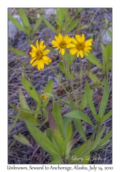 Unknown Flowers