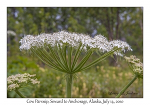 Cow Parsnip