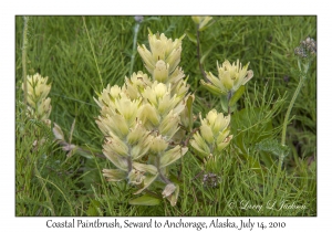 Coastal Paintbrush