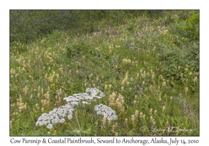 Cow Parsnip & Paintbrush