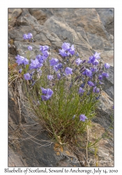 Bluebells of Scotland