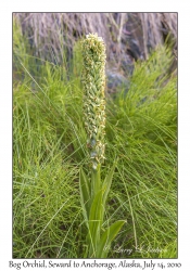 Bog Orchid