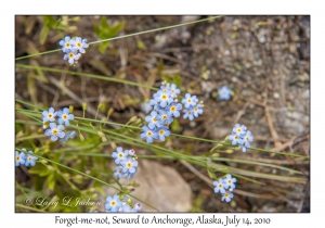 Forget-me-not