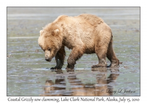 Coastal Grizzly sow clamming
