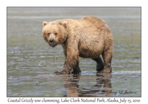 Coastal Grizzly sow clamming