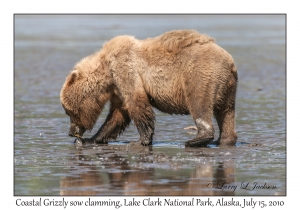 Coastal Grizzly sow clamming