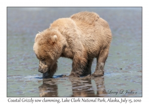 Coastal Grizzly sow clamming