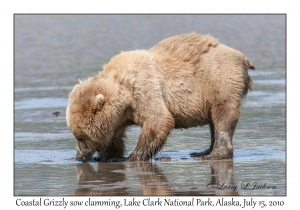 Coastal Grizzly sow clamming