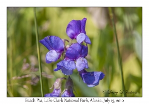 Beach Pea