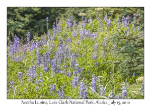 Nootka Lupine