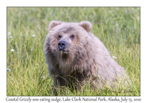 Coastal Grizzly sow eating sedge