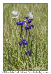 Wild Iris