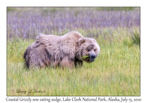 Coastal Grizzly sow eating sedge