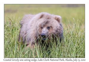 Coastal Grizzly sow eating sedge