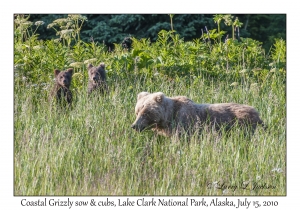 Coastal Grizzly sow & cubs