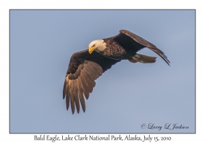 Bald Eagle