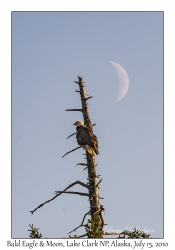 Bald Eagle & Moon