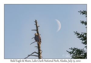 Bald Eagle & Moon