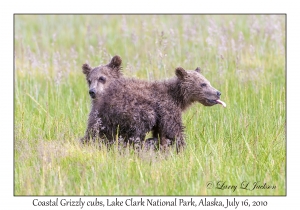 Coastal Grizzly cubs