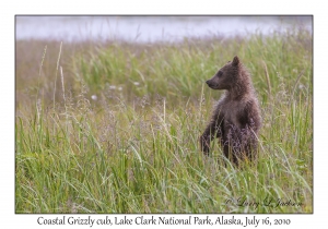 Coastal Grizzily cub