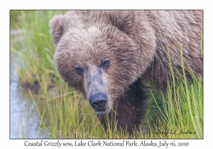 Coastal Grizzily sow eating sedge