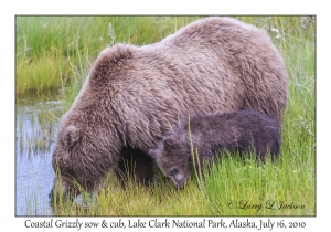 Coastal Grizzily sow & cub