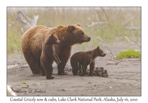 Coastal Grizzily sow & cubs