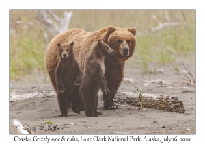 Coastal Grizzily sow & cubs