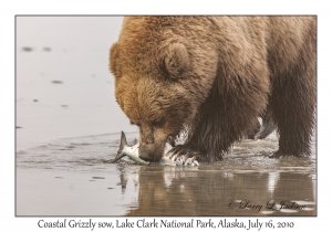 Coastal Grizzily sow