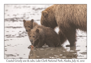 Coastal Grizzily sow & cubs