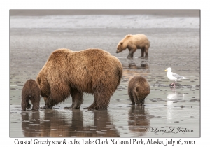 Coastal Grizzily sow & cubs