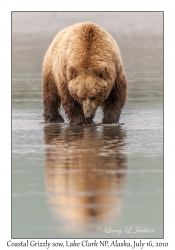 Coastal Grizzily sow clamming