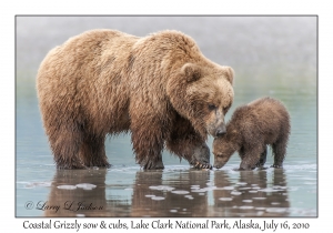 Coastal Grizzily sow & cub