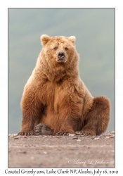 Coastal Grizzly sow