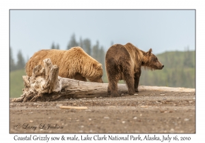 Coastal Grizzly sow & boar