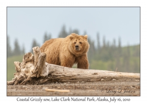 Coastal Grizzly sow