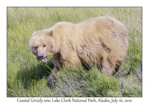 Coastal Grizzly